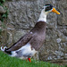 Wittington castle duck