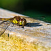 Common darter