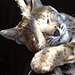 Wildcat kitten - Geffroys cat ?