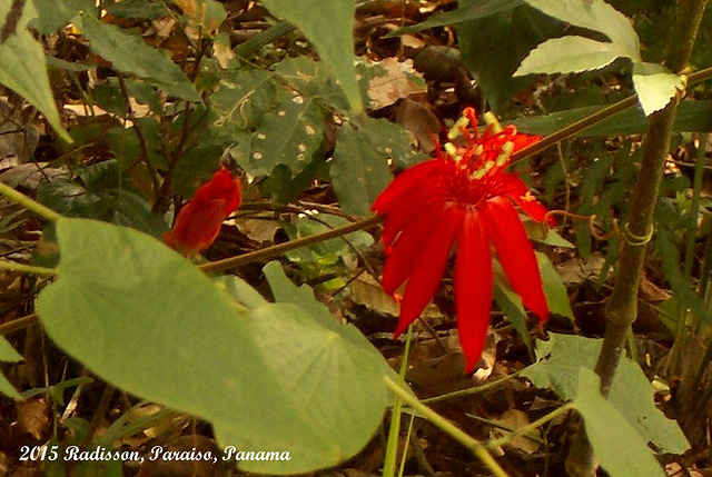 24 Passiflora Growing at Side of Short Trail