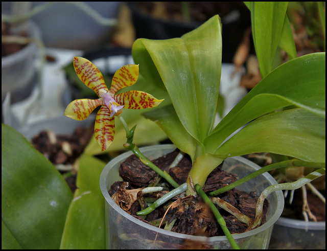 Phalaenopsis fasciata