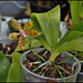 Phalaenopsis fasciata