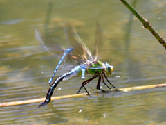 Blue Emperor f ovipositing with azures (Anax imperator) DSB 0484