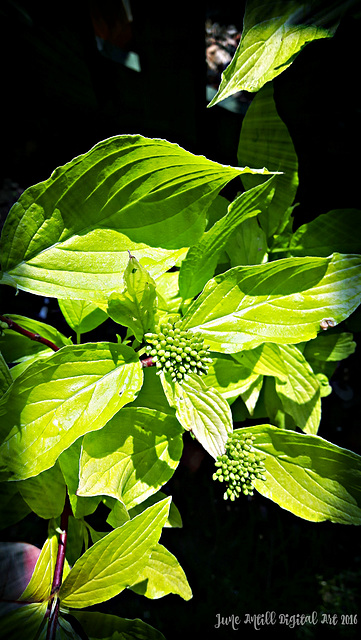 Sambucus Black Beauty