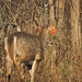 White-tailed Deer