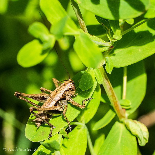 Dark Bush Cricket