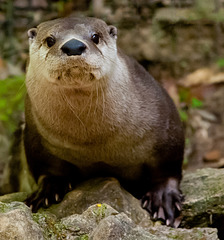 River Otter