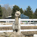 HHF says the little North American alpaca