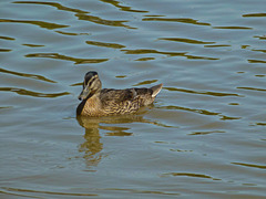 Young Mallard 1