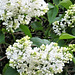 The white lilac however, has only just started