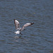 Seagull in flight1