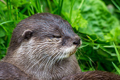 Otter close up 2