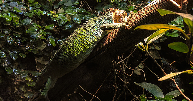 20200301 6619CPw [D~MS] Buntleguan (Polychrus peruvianus), Zoo,  Münster