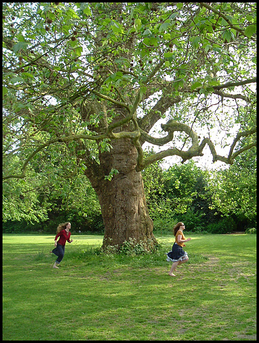 here we go round the old plane tree