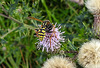 20200901 9711CPw [D~PB] Gallische Feldwespe (Polistes dominula)