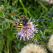 20200901 9711CPw [D~PB] Gallische Feldwespe (Polistes dominula)