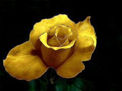 Rose d'or
