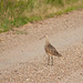 dunlin?