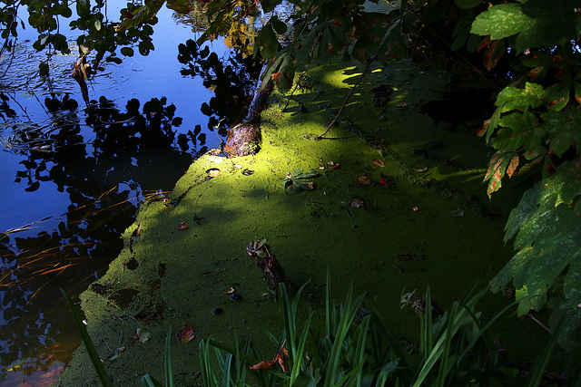 Lentilles d'eau baignées de lumière . .