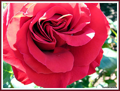 Rose Red.
