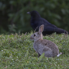 Rabbit and crow