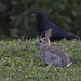 Rabbit and crow