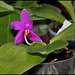 Phalaenopsis violacea