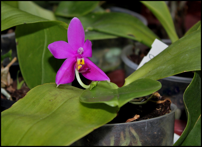 Phalaenopsis violacea