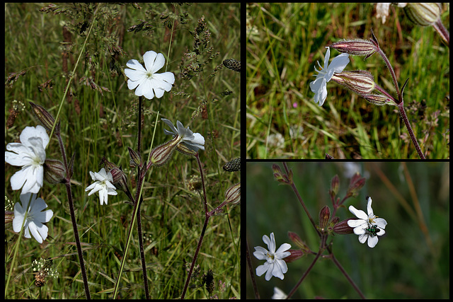 Fleurs de silene latifolia