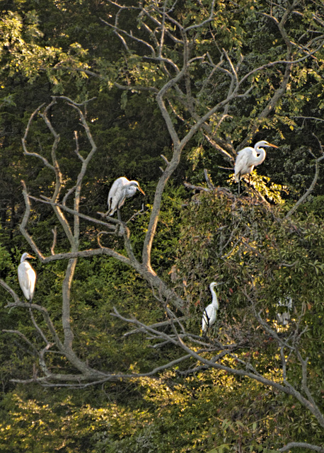 Egrets and one white heron in a tree