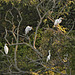 Egrets and one white heron in a tree
