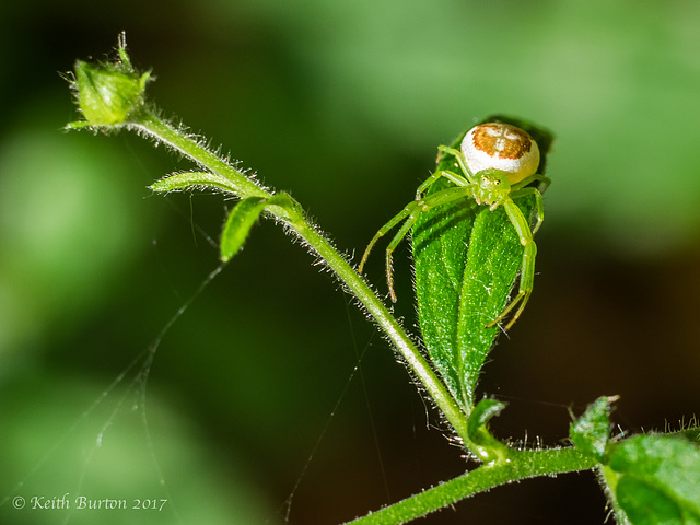 Green Crab Spider