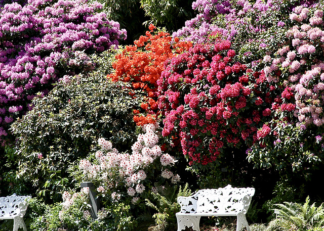 Rhododendronbüsche