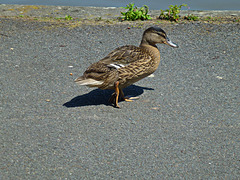 Young Mallard 2