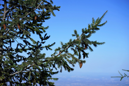 Serra da Estrela - Pinho Nórdico
