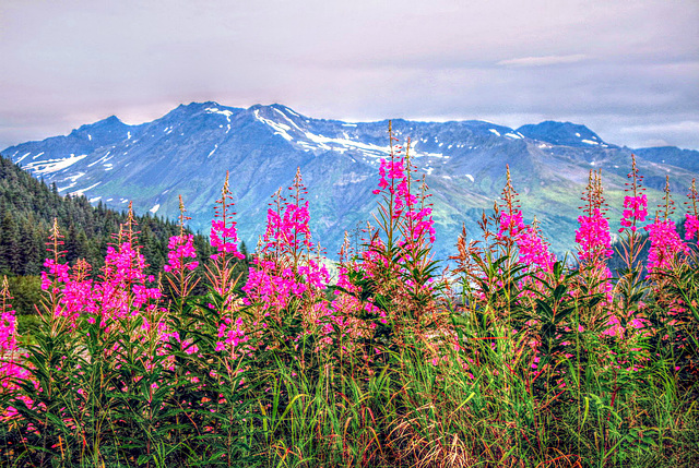 Fireweed above the Glaciers