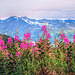 Fireweed above the Glaciers
