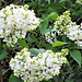 More of the gorgeous  white lilac
