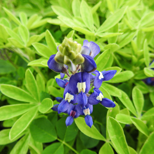 Day 2, Bluebonnets