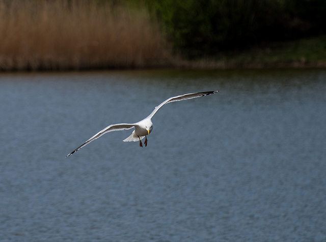 Seagull, RSPB Conway