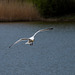 Seagull, RSPB Conway