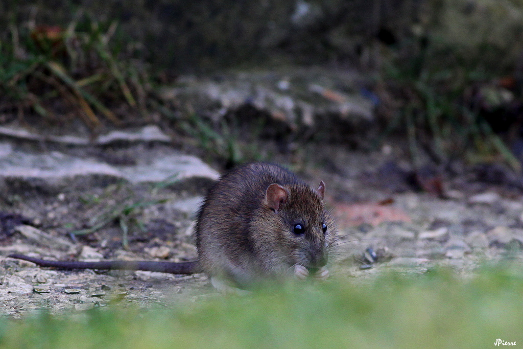 Rat