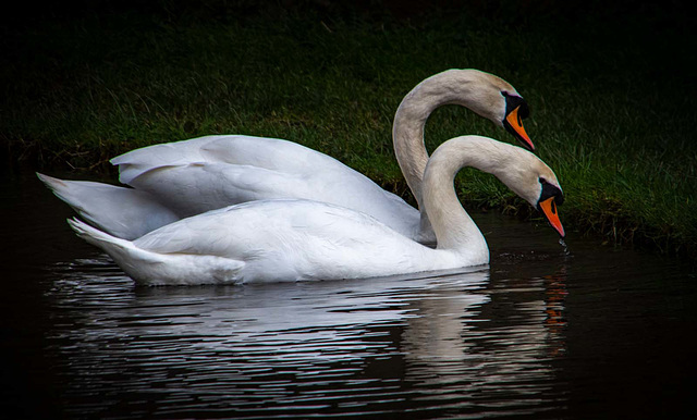 Swans at Wittington Castle