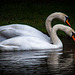 Swans at Wittington Castle