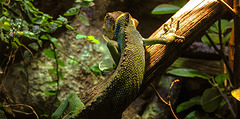 20200301 6621CPw [D~MS] Buntleguan (Polychrus peruvianus), Zoo,  Münster