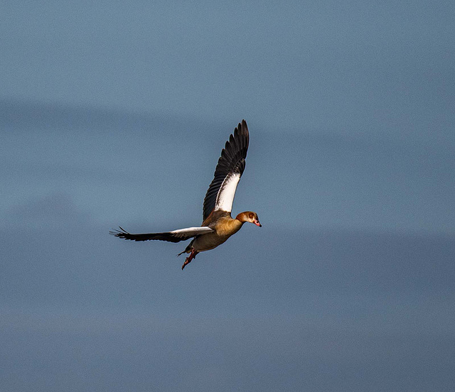 Incoming goose