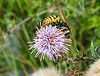 20200901 9712CPw [D~PB] Gallische Feldwespe (Polistes dominula)