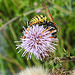 20200901 9712CPw [D~PB] Gallische Feldwespe (Polistes dominula)