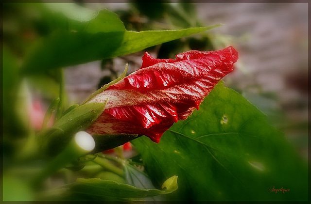 Hibiscus ..........Bonne semaine mes ami(e)s !