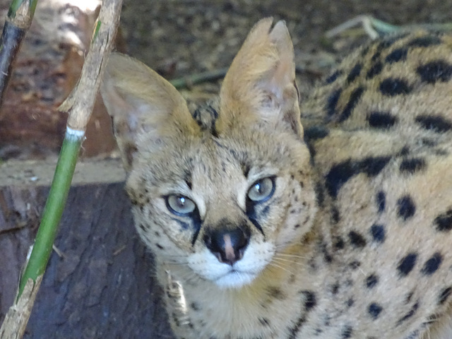 Serval wildcat